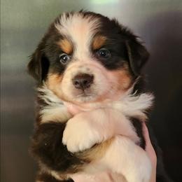 Annie girl 1 - Black tri female Miniature Australian Shepherd puppy in Hampton, Tennessee from TC Farms Stock Dogs - Miniature Australian Shepherds