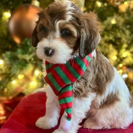 Terra - Merle female Bernedoodle puppy in Royse City, Texas from Platinum Bernedoodles of Texas