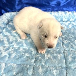 Skye - White female Siberian Husky puppy in Vail, Iowa from Homegrown Huskies