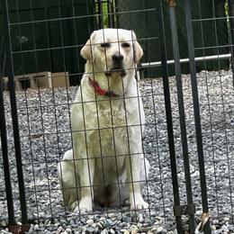 Labrador Retriever All Grown Up from Alley Rock Labradors, LLC