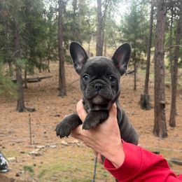 Razor - Blue male French Bulldog puppy in Prineville, Oregon from Felicia's Frenchies