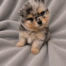 Thunder - Blue merle male Pomeranian puppy in Sandia, Texas from Broken Arrow Poms