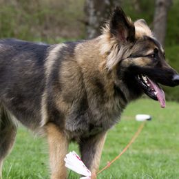 Shiloh Shepherds from NewMoon Shiloh Shepherds