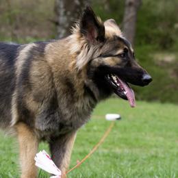 Shiloh Shepherds from NewMoon Shiloh Shepherds