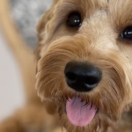 Bernedoodles, Cavapoos, Double Doodles, and Goldendoodles from Mountain Bridge Doodles