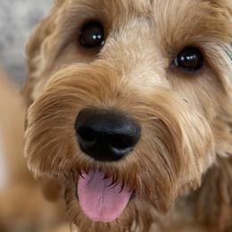 Bernedoodles, Cavapoos, Double Doodles, and Goldendoodles from Mountain Bridge Doodles