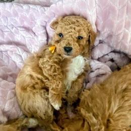 Junior - Cream male Poodle puppy in Utica, Ohio from Poodle Me Crazy