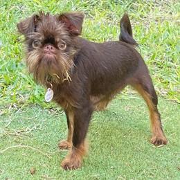 Rocky - Brussels Griffon