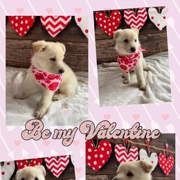 German Shepherd Puppies from Pocono GSD