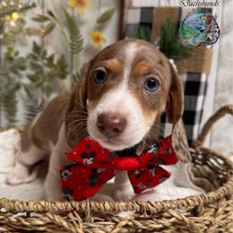 Fiyero - Dapple male Dachshund puppy in Fayetteville, West Virginia from Loop Creek Dachshunds