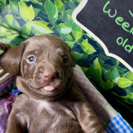 Blue - Chocolate male Dachshund puppy in Ocala, Florida from Darling Doxies of Ocala