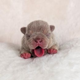 French Bulldog Puppies from Frost's French Bulldogs