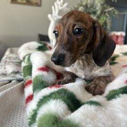 Gamora - Piebald female Dachshund puppy in Temecula, California from Naomi Magee's Dachshund Kennel