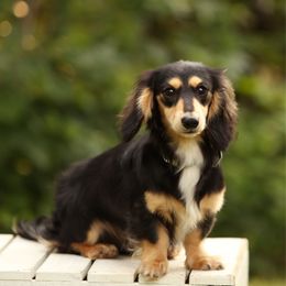 Murdock - Dachshund