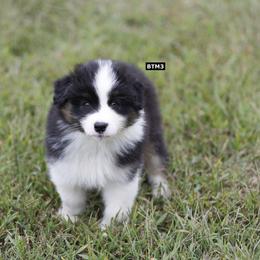 BTM3 - Black tri-color male Australian Shepherd puppy in Warm Springs, Georgia from Out West Aussies