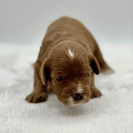 Sundae - Red female Cavapoo puppy in La Vernia, Texas from Texas Teddy Bears