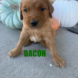 Bacon - Dark golden male Golden Retriever puppy in Rexburg, Idaho from Teton View Golden Retrievers