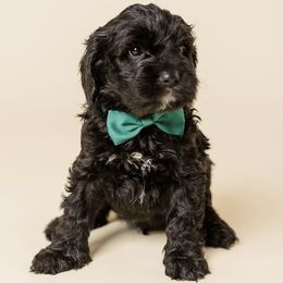 Berlin - Black male Cavapoo puppy in New River, Arizona from Catella Cavaliers and Cavapoos