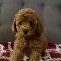 Pupper 3 - Red  male Poodle puppy in California from Central Valley Scotties