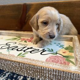 Charlie - Cream male Dachshund puppy in Keota, Oklahoma from Skyview Doxie Ranch