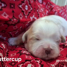 Buttercup - Cream and white female Shih Tzu puppy in Montrose, Colorado from Gnomies Furry Friends