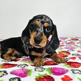 Black and tan smooth dapple female - Dapple female Dachshund puppy in Belle Rive, Illinois from Akin's Miniature Dachshunds, LLC