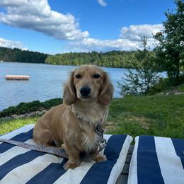 Pickles - Dachshund