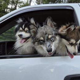 Pomsky All Grown Up from Kenna'z Kuddly Pomskiez