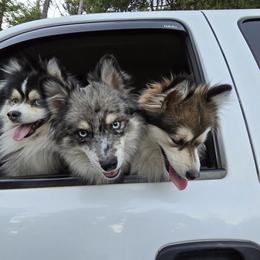 Pomsky All Grown Up from Kenna'z Kuddly Pomskiez