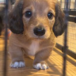 Tiger - Piebald male Dachshund puppy in Delta, Colorado from Wicburg’s Wieners