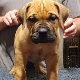 Boy 1 - Boerboel puppy from Freedom Boerboels LLC