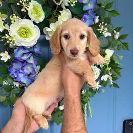 Russian  Chocolate Male 4200 - Red male Dachshund puppy in North Branch, Michigan from Monarch Miniature Dachshunds