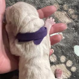 Purple Female - Lemon and white female Basset Hound puppy in Temple, Texas from Southern Rose Bassets