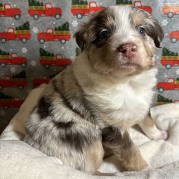 Australian Shepherd Puppies from M3 Sassafrass Ranch