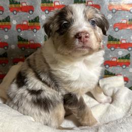 Australian Shepherd Puppies from M3 Sassafrass Ranch