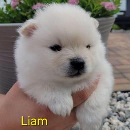 AKC LIAM - MALE - Cream male Pomeranian puppy in Bolivia, North Carolina from Red Wagon Pomeranians