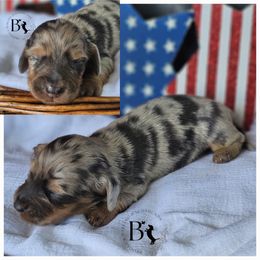 Dachshund Puppies from Brooke's Darling Dachshunds