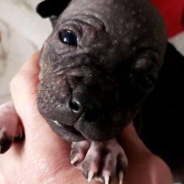 Penny - Black tan and white American Hairless Terrier puppy in Conroe, Texas from Mysthaven Rat Terriers