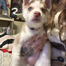 Siberian Husky Puppies from Feazell’s Siberian Huskies