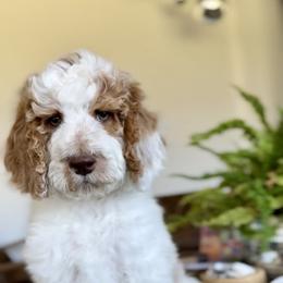 Buzz - Parti male Goldendoodle puppy in St George, Utah from Doodle Bears of Southern Utah