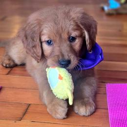 Goldendoodle, Golden Retriever, and Poodle Puppies from Oregon's Oodles of poodles & doodles