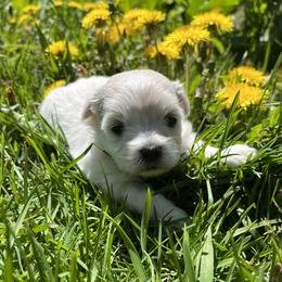 Pistol- Salmon - White female Coton de Tulear puppy in Rubicon, Wisconsin from Darryl's Cotons de Tulear