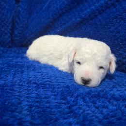 Atlas - Blue Collar - White male Bichon Frise puppy in Pickens, South Carolina from Beloved Bichon