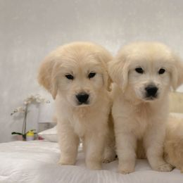 Golden Retriever Puppies from Goldens of Hope