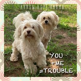 Havanese All Grown Up from Arrow Hope Farms