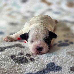Dracula - Red Collar - Black and white male Shichon puppy in Troy, Ohio from Oodles of Doodles
