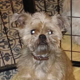 Griff - Brussels Griffon