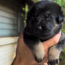 Orange - Black and tan female German Shepherd puppy in Windsor, Colorado from German Shepherds