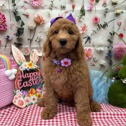 Angelina (Purple) - Red  female Goldendoodle puppy in Miami, Florida from Katy's Toy Poodles & Doodles