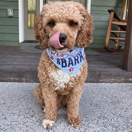 Ford - Cavapoo